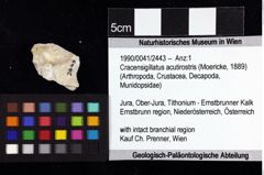 Foto (Objket + Etiketten) von Cracensigillatus acutirostris (Moericke, 1889) 